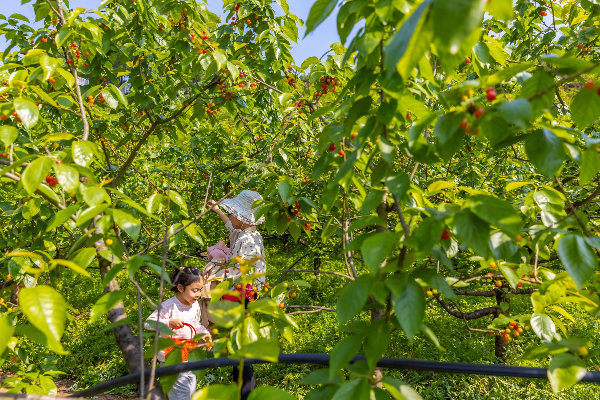 min甜重庆巴南樱桃熟了采摘可持续到4月中旬