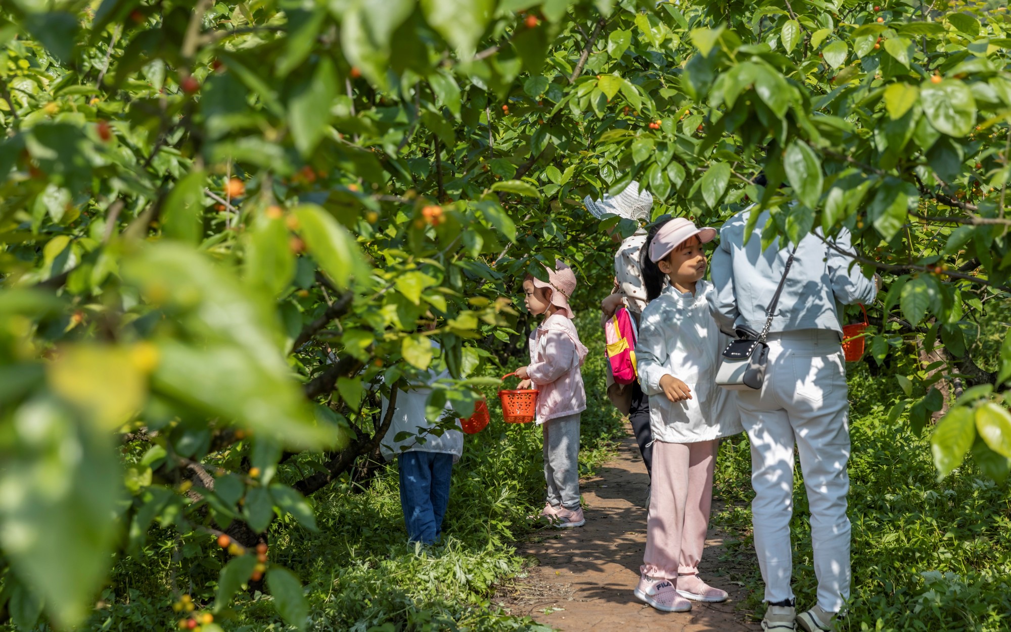 min甜|重庆巴南樱桃熟了 采摘可持续到4月中旬_央广网