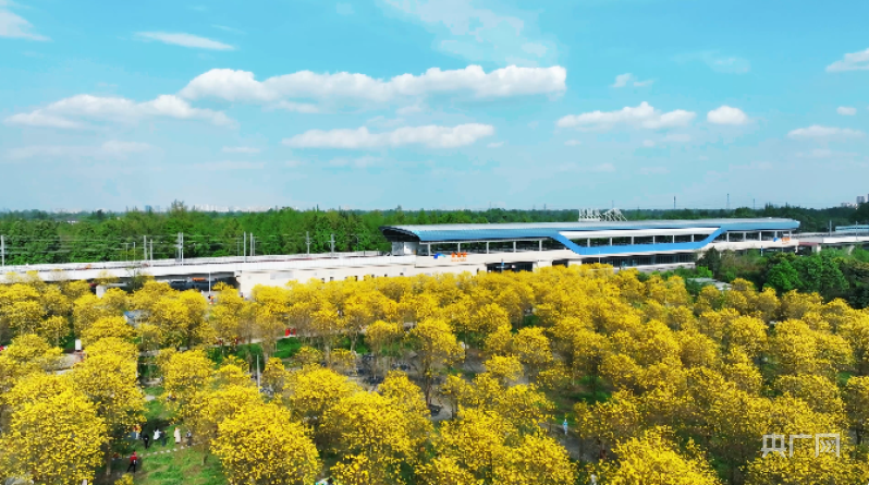 温江黄花风铃木基地图片