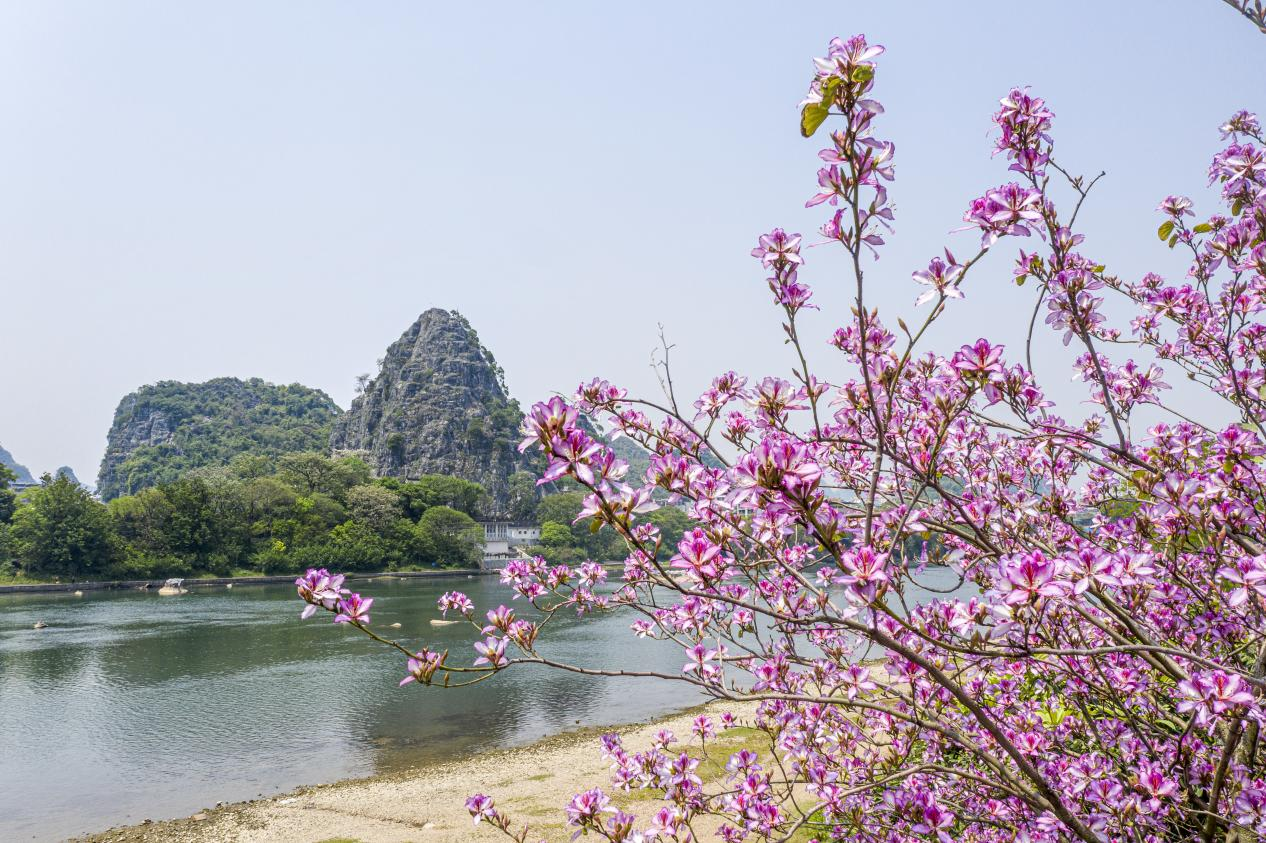 花開八桂春意濃桂林街頭鮮花夾道市民賞花遊園不負春光