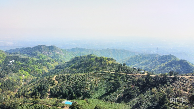 信阳市浉河区毛尖开采期茶山景色醉人