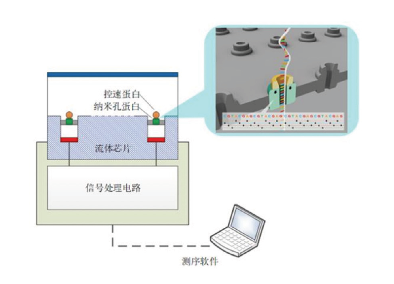 尊龙凯时 -人生就是博!|蜜芽2021最新地址|基因测序技术