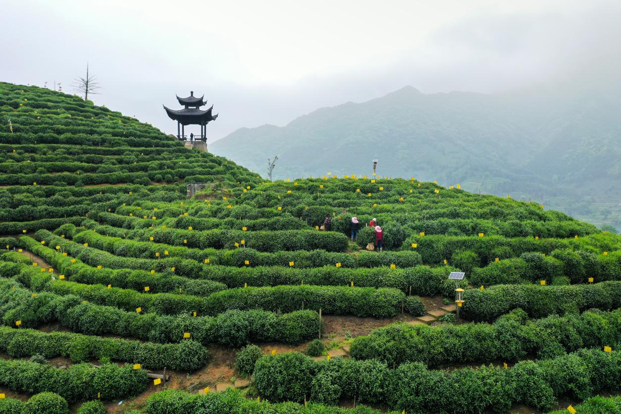 太平猴魁开园采摘品质提升价格略高往年