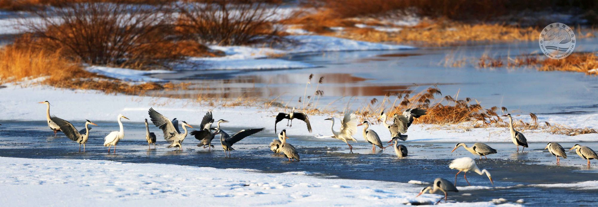 春江水暖鸭先知候鸟还乡挠力河