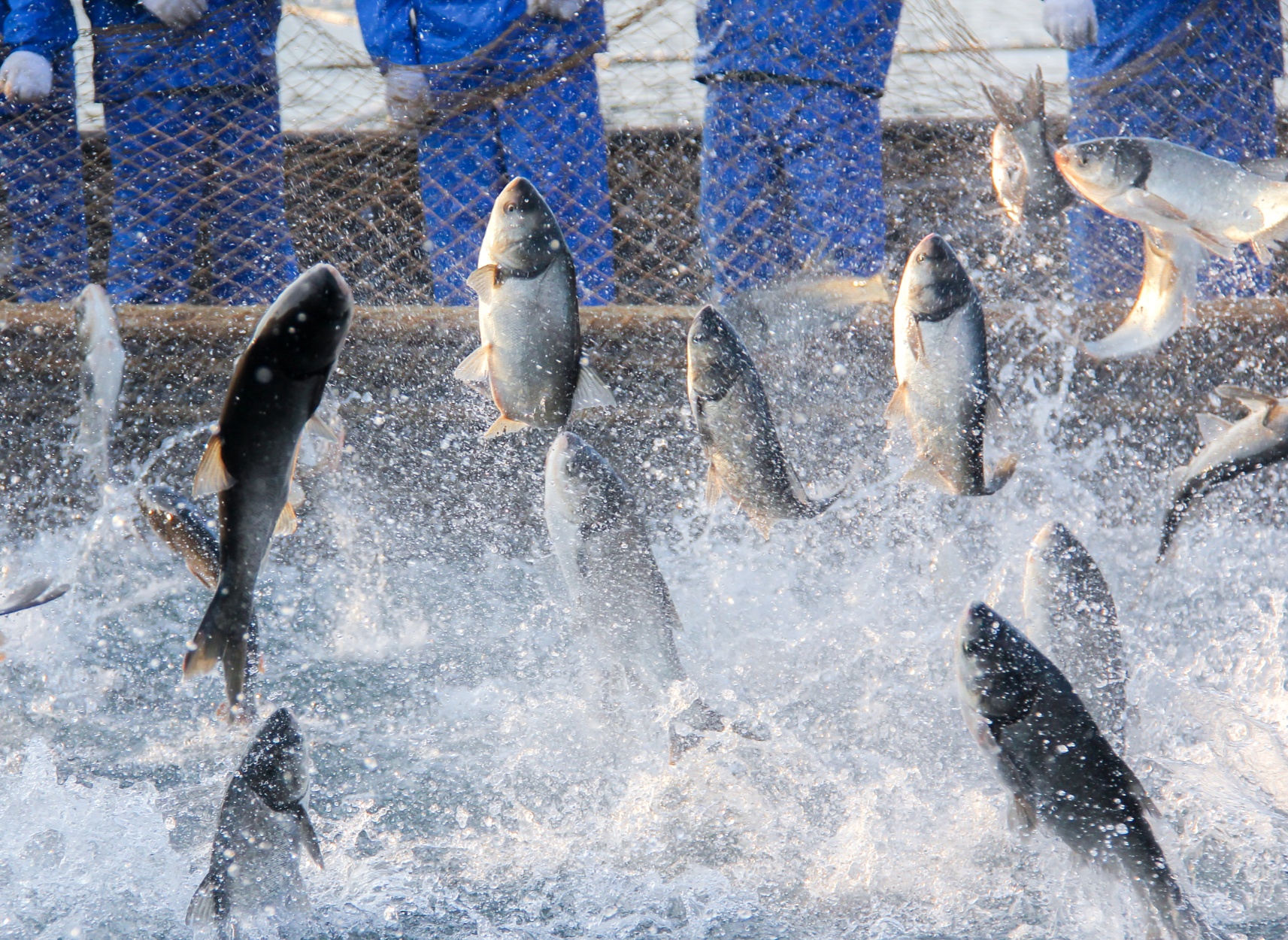 农业农村部重拳整治违法活动切实维护渔业秩序