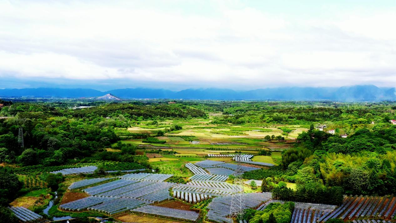 桂林毛竹山村:葡萄开花结果 乡村振兴有奔头(组图)_央广网