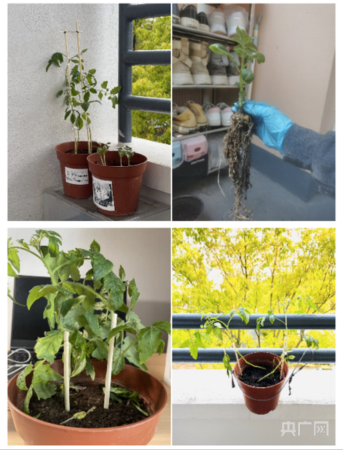 种植多肉的劳动和感悟 f80d4486a434c165027180123911797311.png?auth=a113d10f2aaa143726e5c18bded2bb72