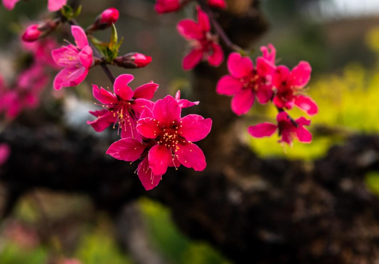 广西钟山鹰嘴桃花开绚丽春画卷