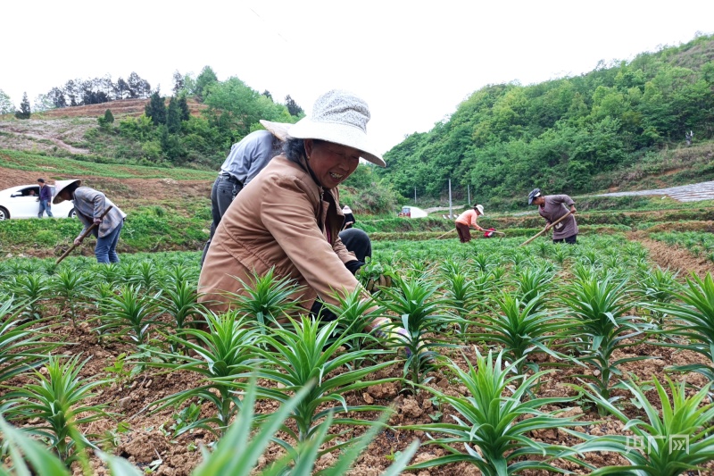 岑巩县天马镇杜麻村百合种植基地,村民杨昌菊正在给百合除草(央广网发