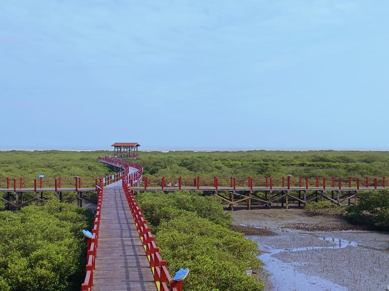 北海金海湾红树林景区图片