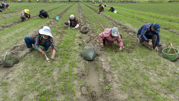 江苏泰州人工除草保大葱品质