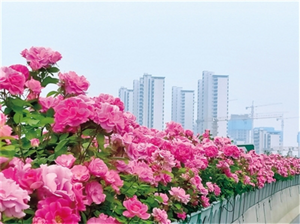 作为郑州市花,眼下正是月季的盛花期,市区7万余米的高架桥被月季花
