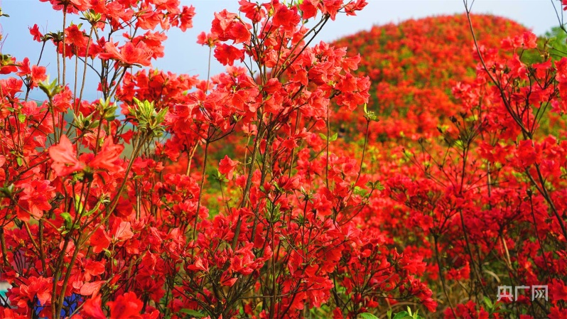 贵州黄平:漫山杜鹃红似火 花海迎春醉游人