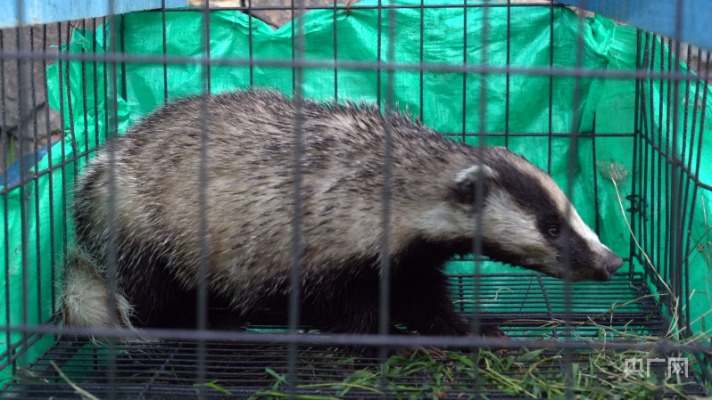 新疆吉木乃縣警民攜手救助一隻國家二級保護動物狗獾