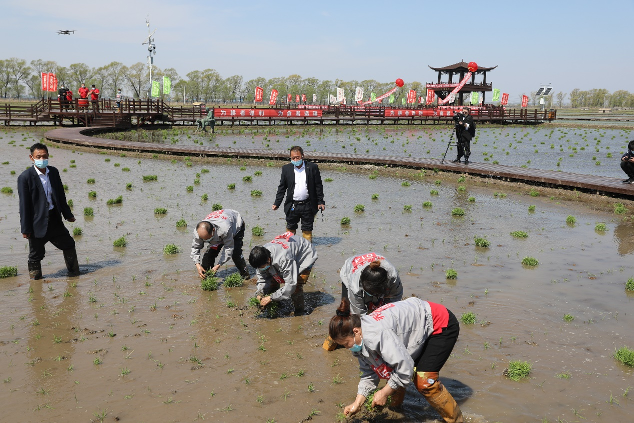 图片直击插秧节现场