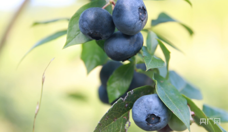 中方：万亩蓝莓产业 助力乡村振兴