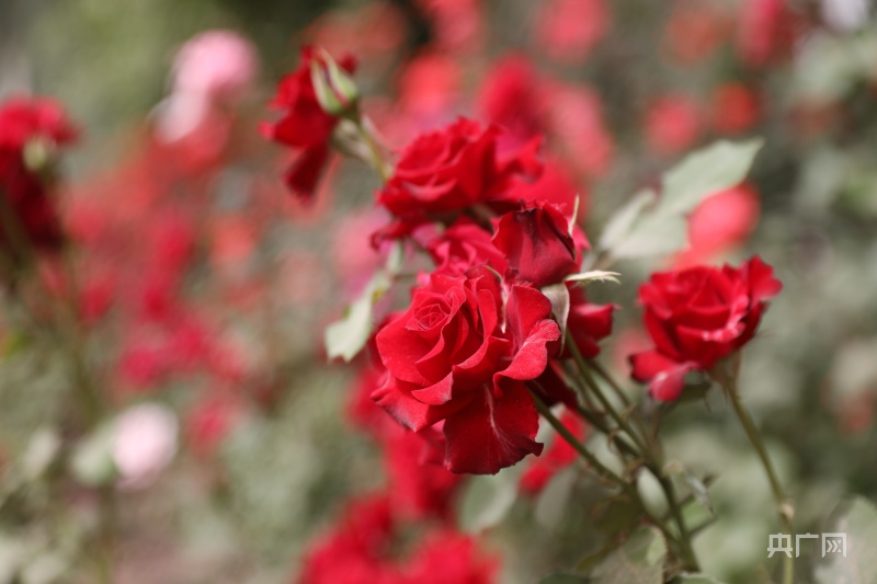 乡村振兴看新疆|麦提喀斯木的“花”样人生