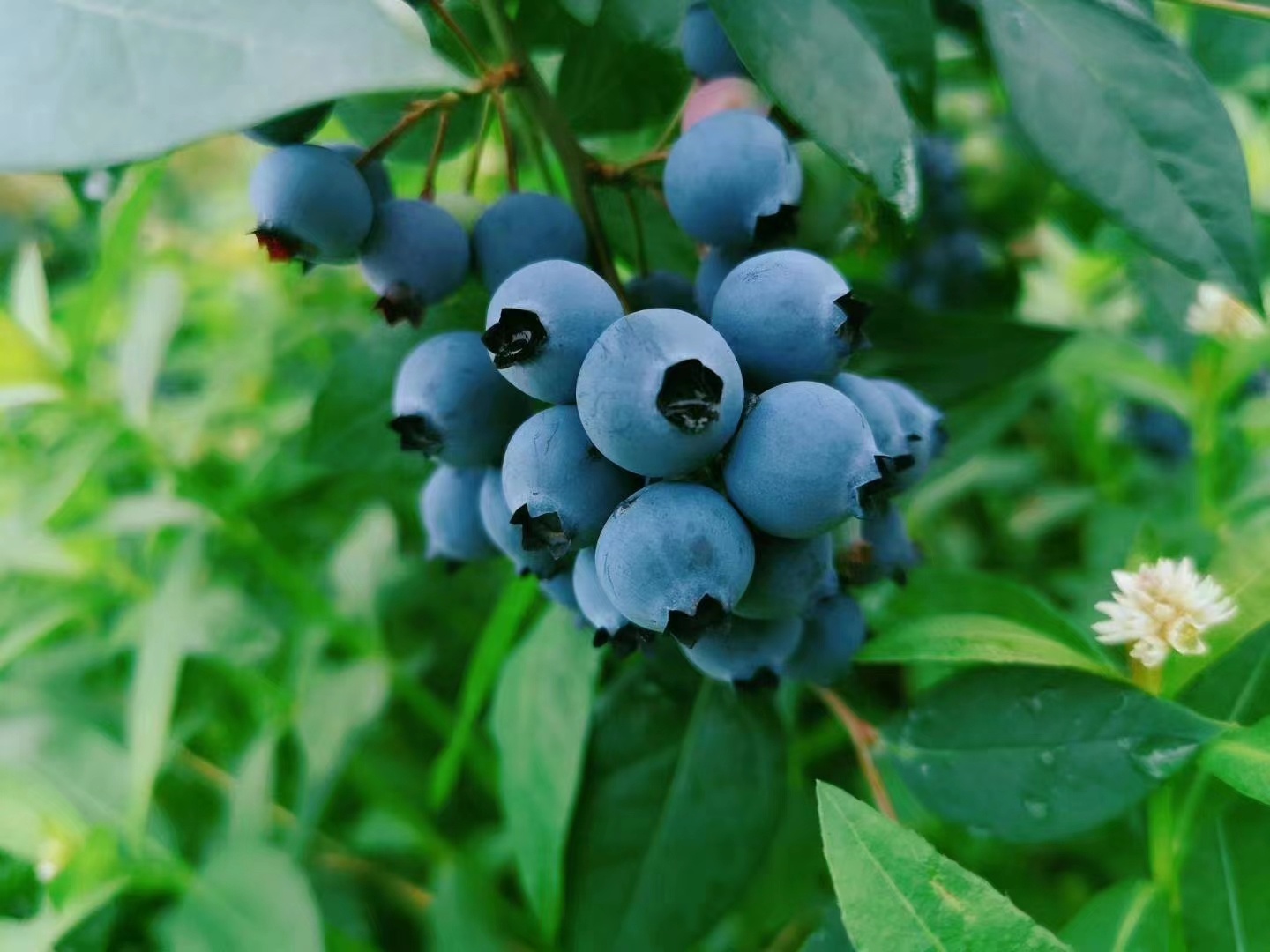 重庆綦江扶欢蓝莓熟了5月20日起开园采摘