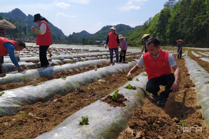 贵州黄平上塘镇主题党日活动到田间帮助农户排忧解难