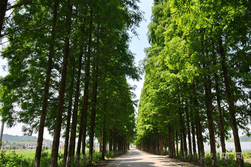 航拍橋上村公路兩側,水杉樹排列整齊(央廣網發 鄧興東 攝)航拍橋上村