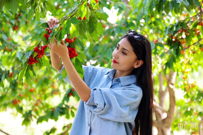 乡村振兴看新疆|种下红樱桃 结出“致富果”