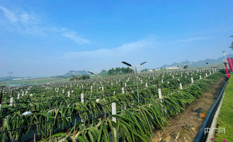 乡村振兴看广西广西隆安第一批火龙果即将上市基地增产村民增收产业旺