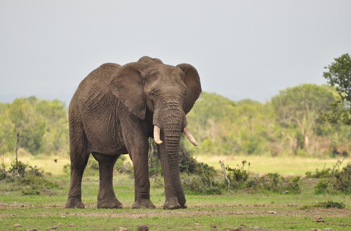 非洲象数量第二的国家呼吁取消象牙贸易禁令_央广网