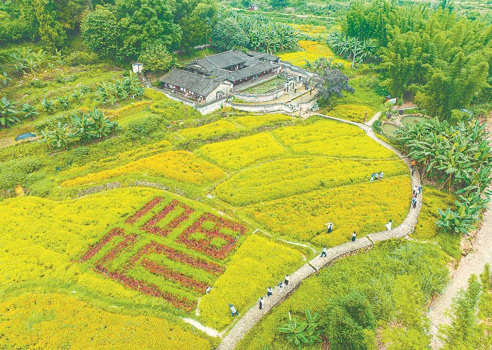 福建永安吉山村福字花海引游客打卡