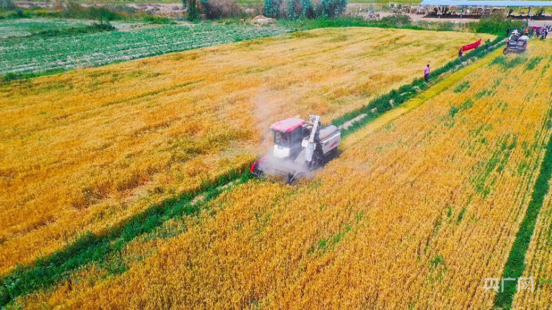 麦子熟了新疆和田123万亩小麦开镰收割