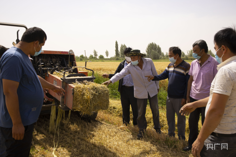 麦子熟了新疆和田123万亩小麦开镰收割