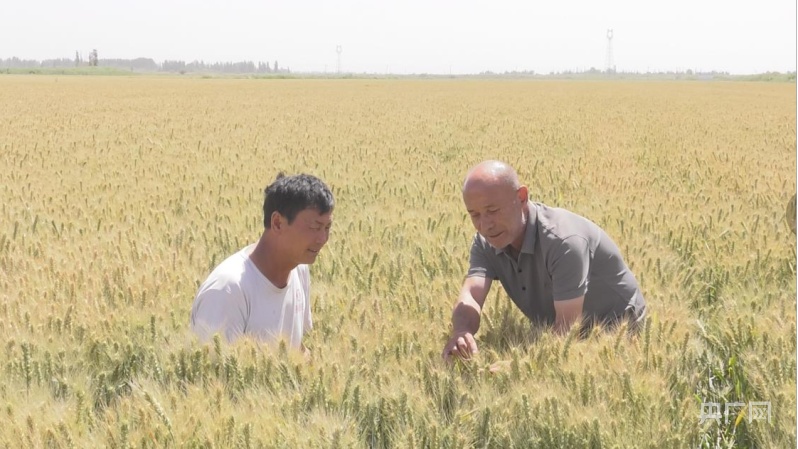 村落复兴看新疆 水肥一体 滴灌小麦高效高产