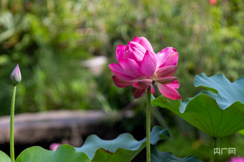 广州莲花奇观 最强诞生地 发现罕见 同芯荷 央广网