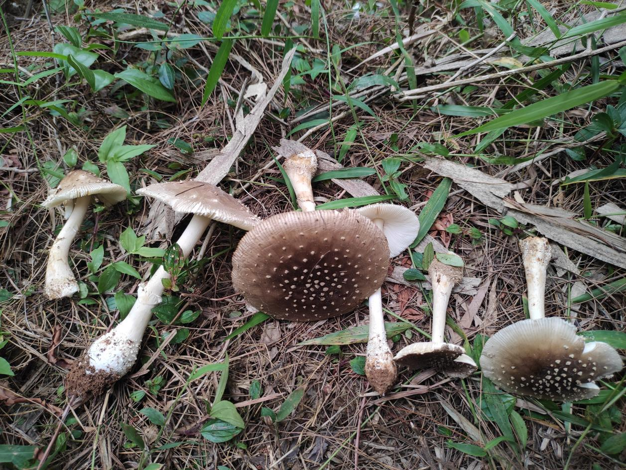 近年来,在广西引起中毒的常见毒蘑菇种类主要有大青褶伞,日本红菇,残