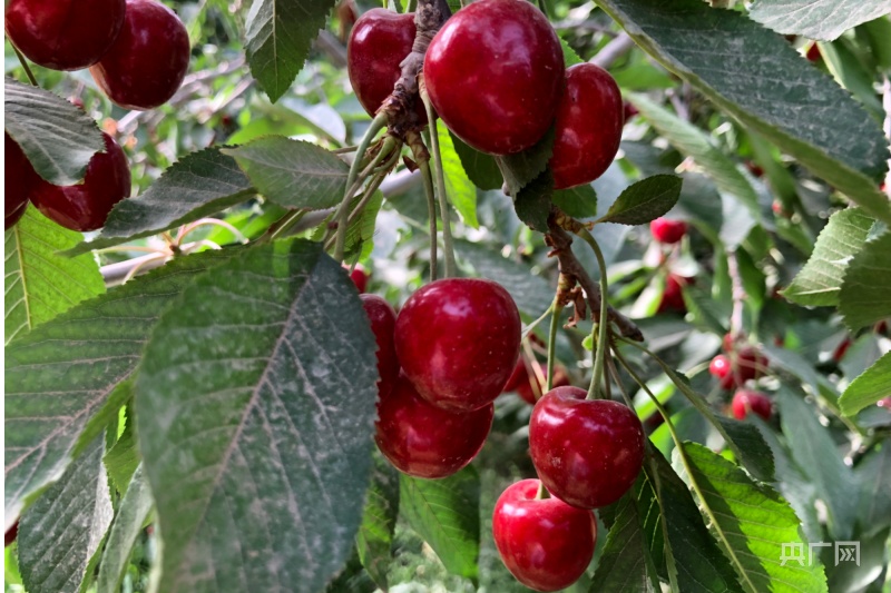 新疆莎车县举办首届群樱展销会