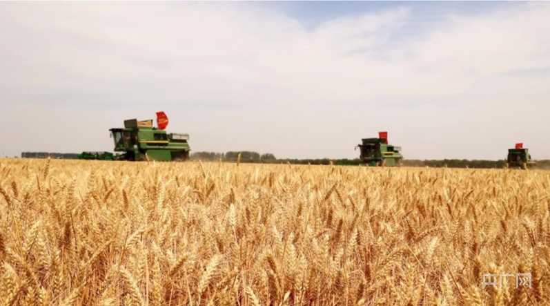 安徽农垦龙亢农场3万亩吨粮田喜获丰收