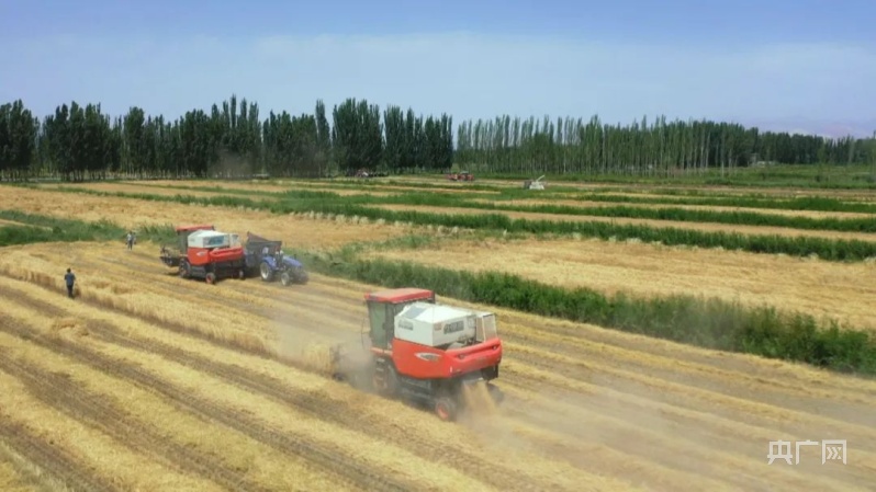 大国“粮”策新疆轮台1333万亩冬小麦开镰收割 迎来歉收季