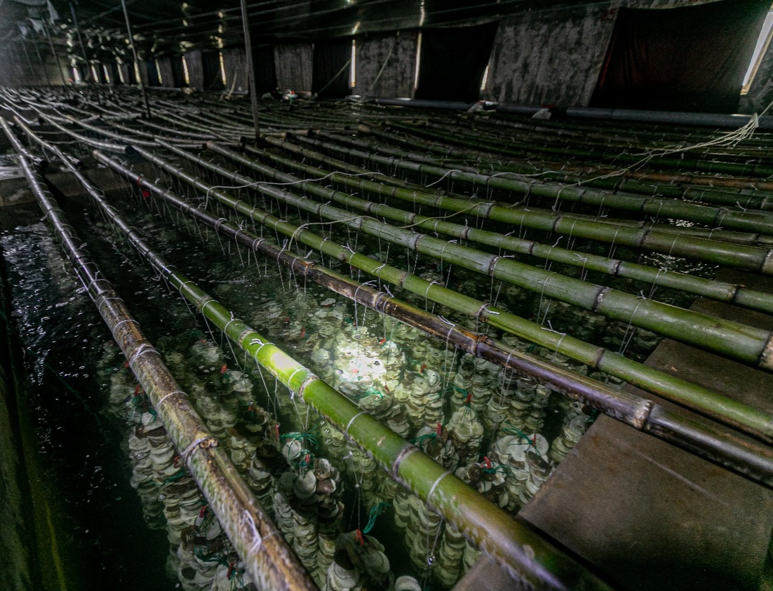 海上盒马村揭秘:生蚝种苗都要过显微镜,出海后要洗5次澡_央广网