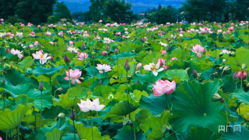 安吉递铺镇荷花塘村图片