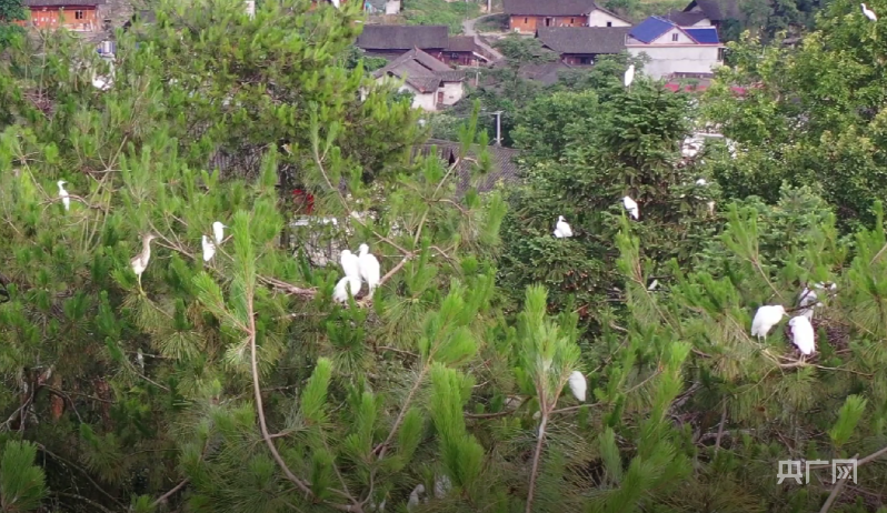 湖南花垣:山清水秀优质环境引来“生态鸟”回归(图1)