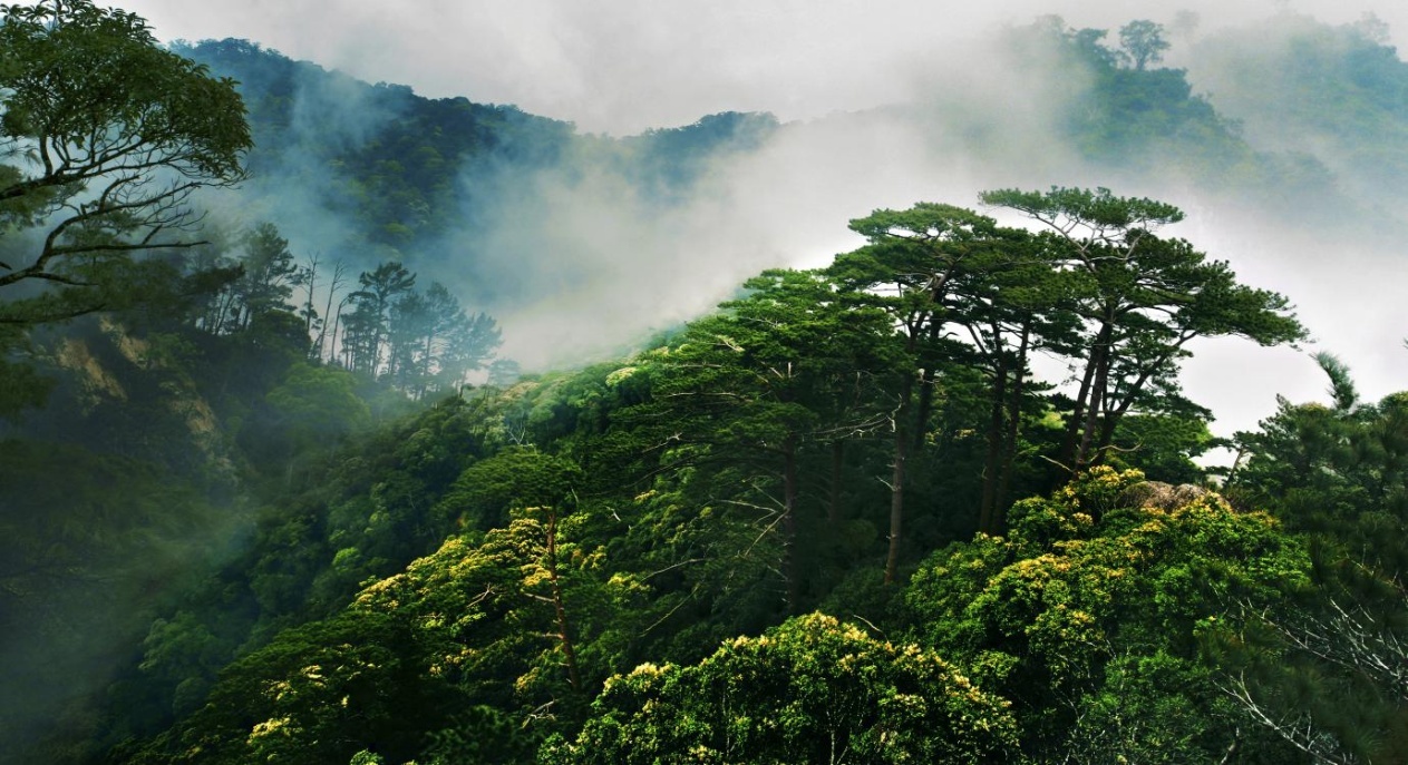 海南山林图片