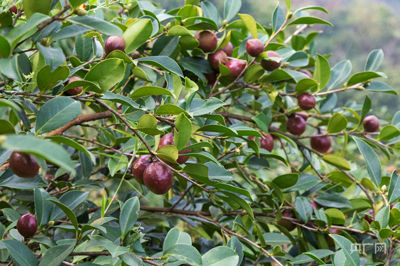 乡村振兴看安徽丨霍山油茶绿山富民的摇钱树