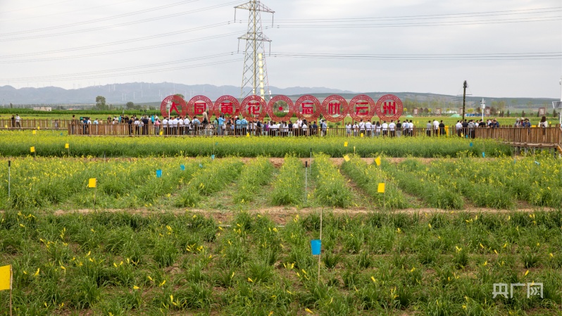 花开富民山西大同黄花丰收活动月启动