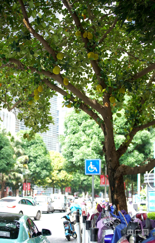 南宁市金洲路,街边树上挂满木菠萝(央广网记者 黄月芬 摄"果树上街"