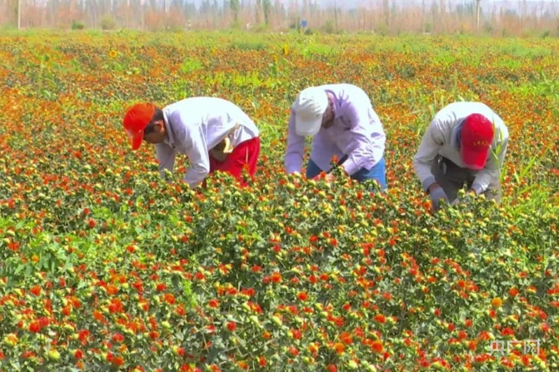 小型摘红花机图片