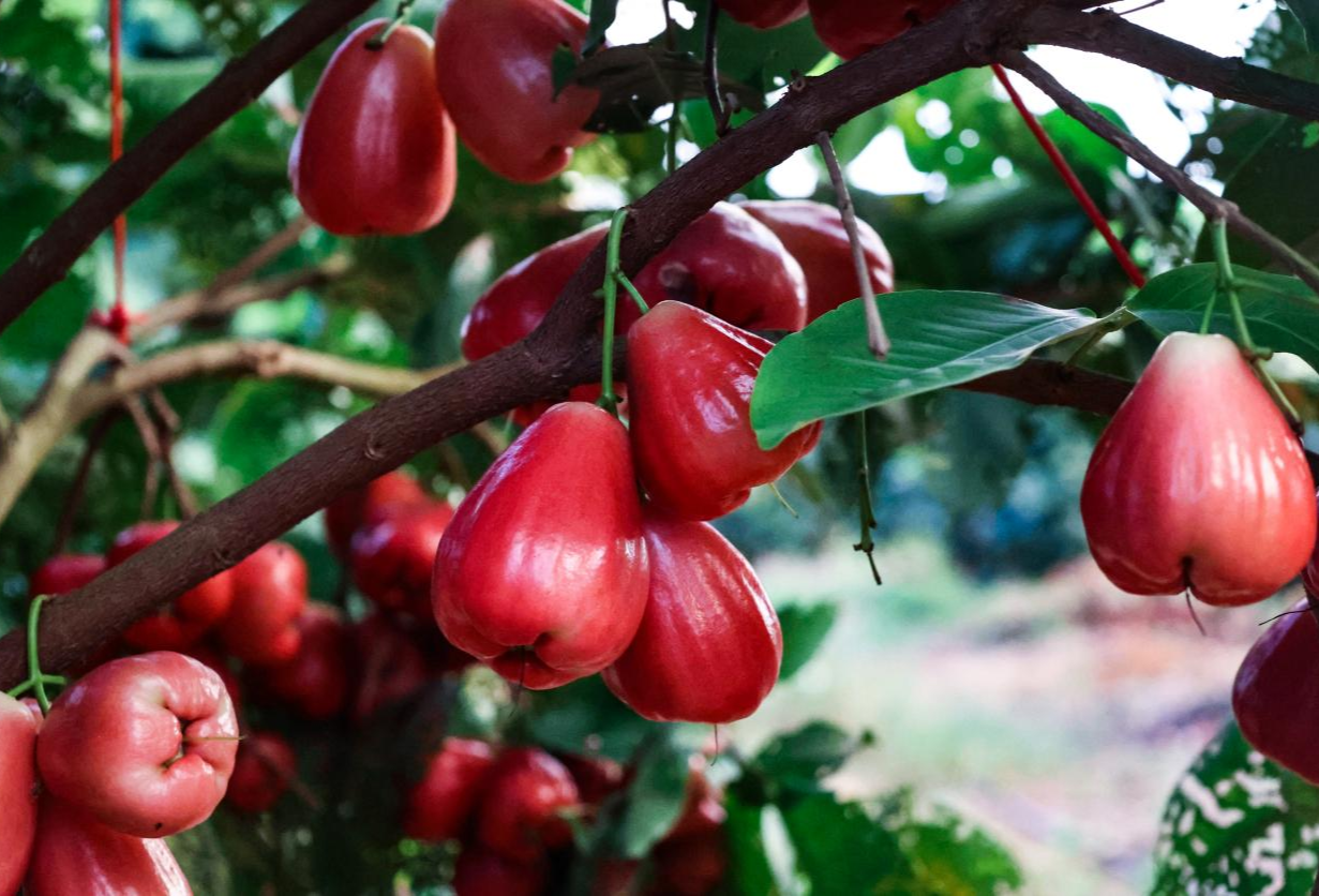 广西扶绥火红莲雾喜迎丰收村民过上红火日子