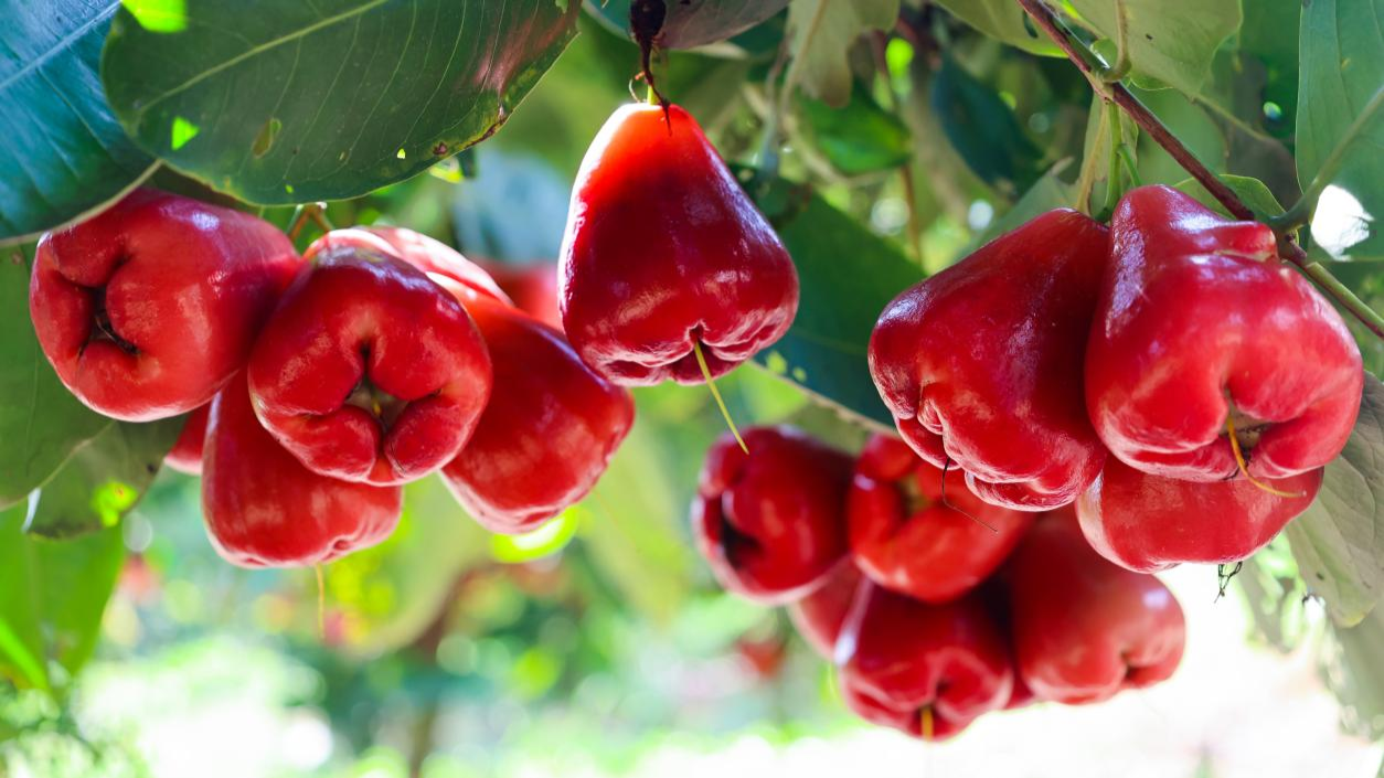 广西扶绥火红莲雾喜迎丰收村民过上红火日子