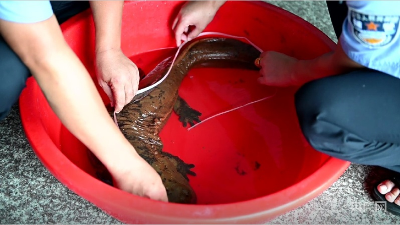 长90厘米重13斤 湖南新邵县放生一条罕见野生娃娃鱼