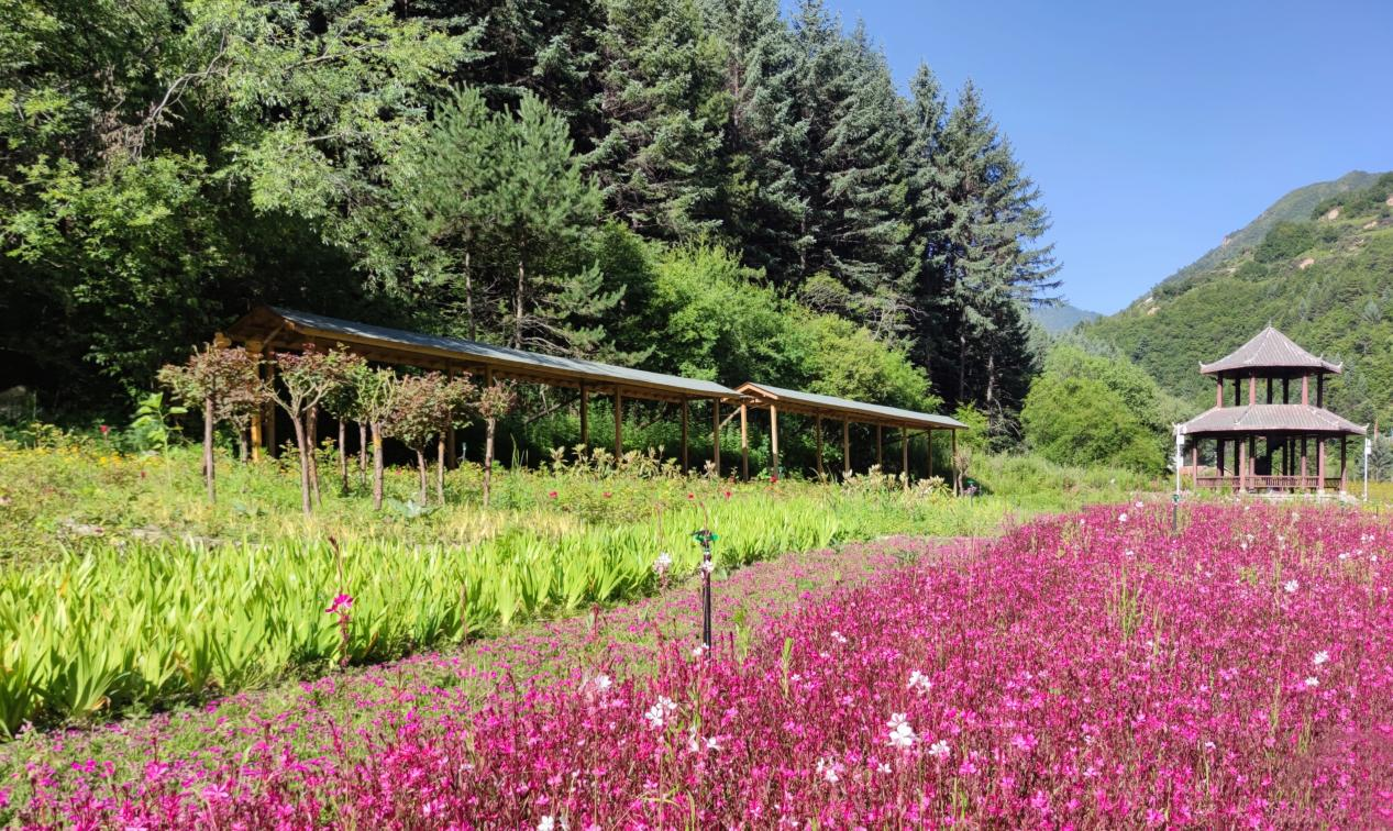 药田内各种花朵竞相开放.