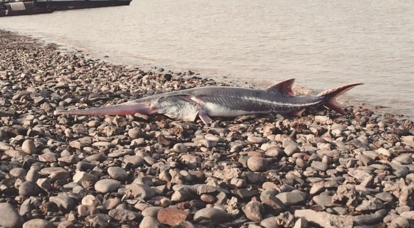 痛心长江白鲟被正式宣布灭绝