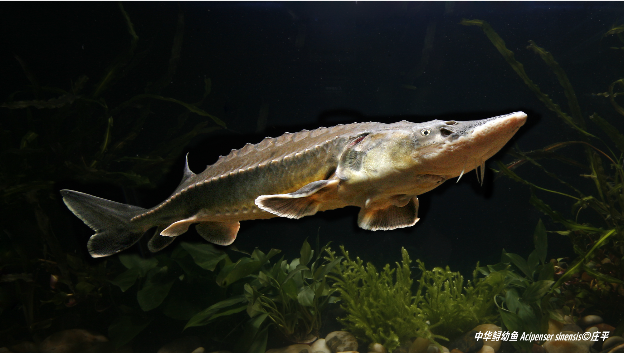 长江特有物种白鲟被宣布已经灭绝白鲟的消失给我们带来哪些警示